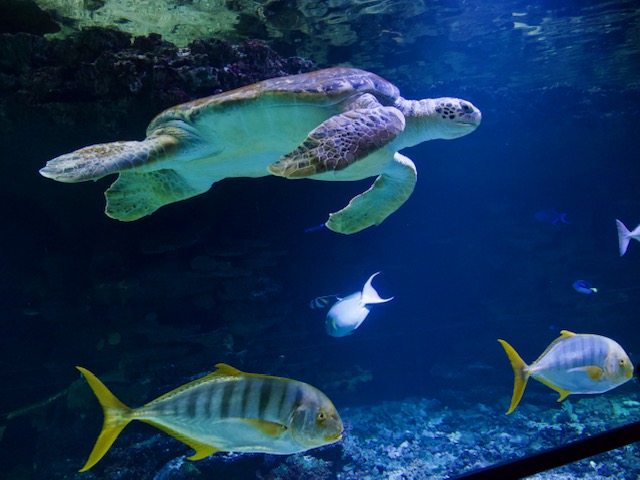 Schmiding Zoo in Bad Schallerbach met kinderen aquazoo