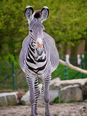 Waarom een avontuurlijke reis een geweldige gezinsvakantie is