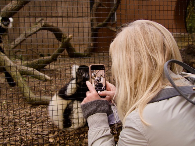 Een foto maken van een kaki in de dierentuin in Oostenrijk