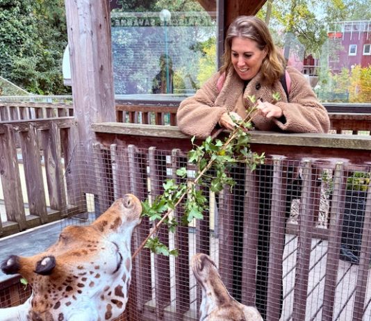 Schmiding Zoo in Bad Schallerbach met kinderen: dierentuin vol avontuur Giraffen voeren in de Schmiding Zoo in Bad Schallerbach Opper-Oostenrijk