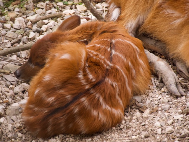 jong hertje in de zoo in Oostenrijk