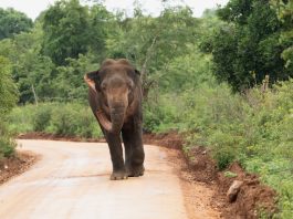 Waarom een avontuurlijke reis een geweldige gezinsvakantie is Een wilde olifant in Sri Lanka