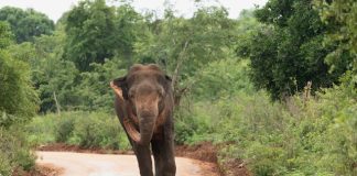 Waarom een avontuurlijke reis een geweldige gezinsvakantie is Een wilde olifant in Sri Lanka