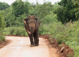 Waarom een avontuurlijke reis een geweldige gezinsvakantie is Een wilde olifant in Sri Lanka