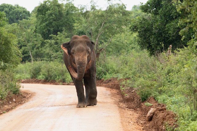 Een wilde olifant in Sri Lanka